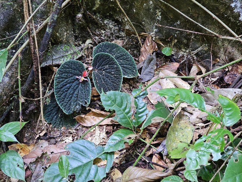 Begonia ruthiae photo 5