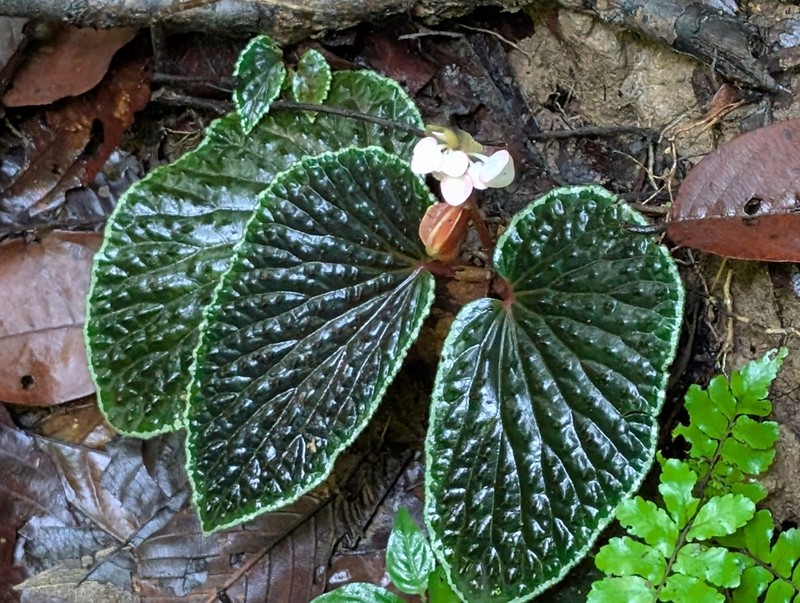 Begonia ruthiae photo 6
