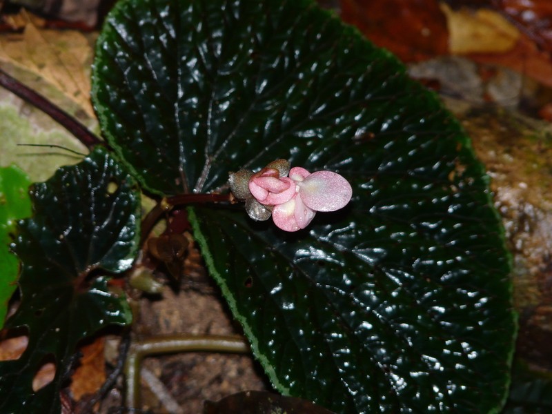 Begonia ruthiae photo 7