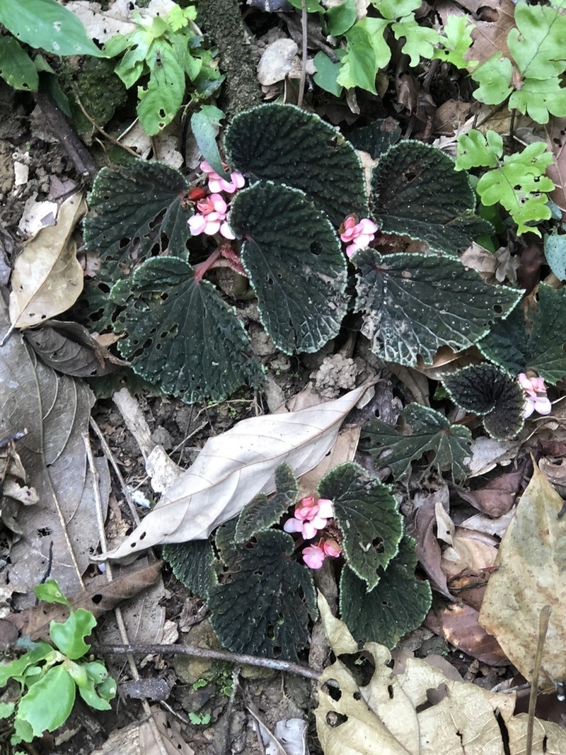 Begonia ruthiae photo 8