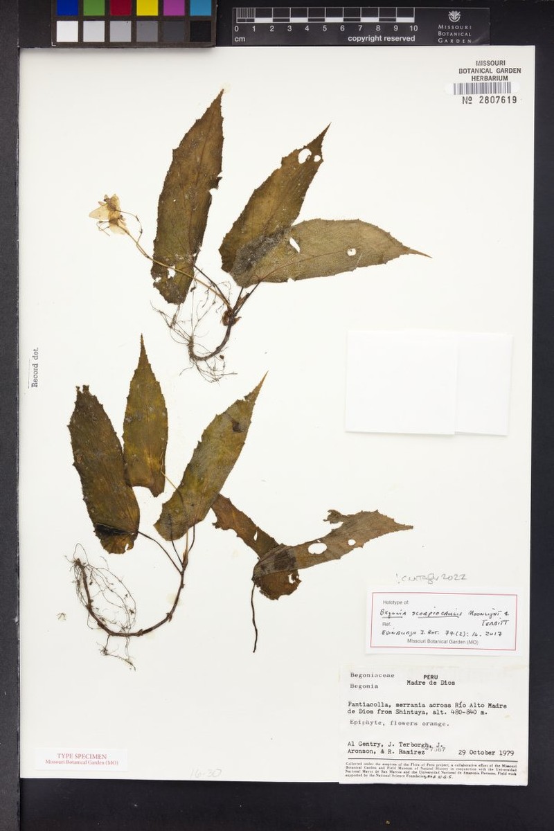 Begonia scorpiocaulis