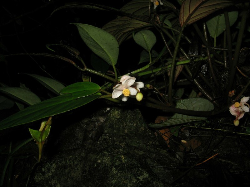 Begonia semilunata