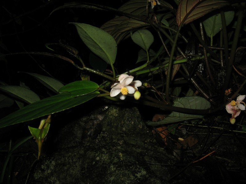 Begonia semilunata photo 2