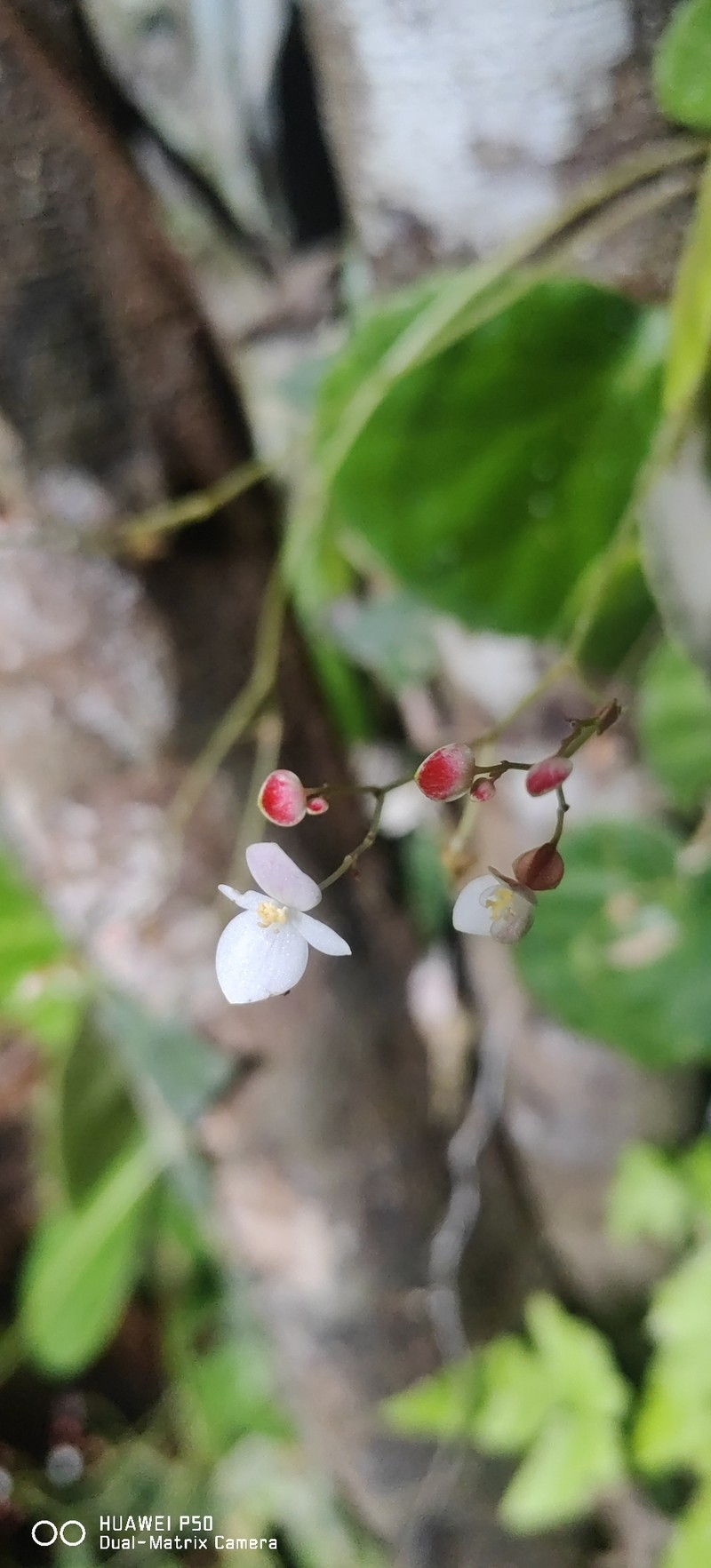 Begonia serianensis photo 2