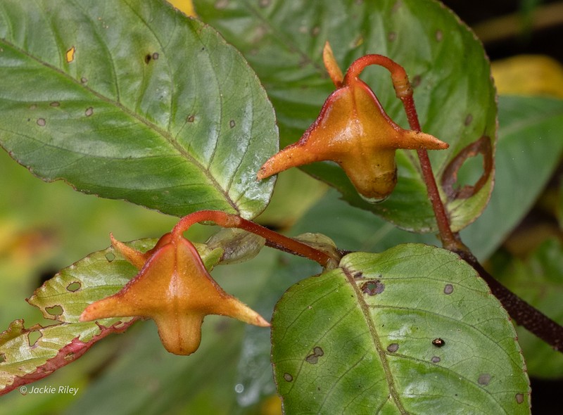 Begonia silverstonei