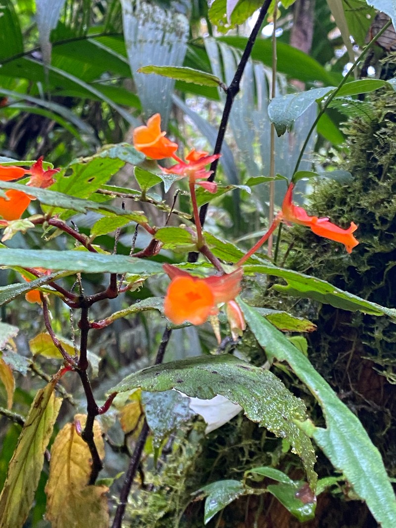Begonia silverstonei photo 2