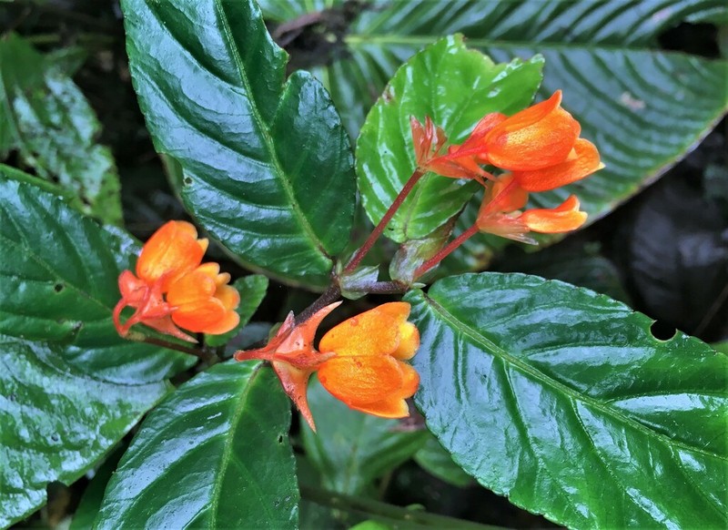 Begonia silverstonei photo 3
