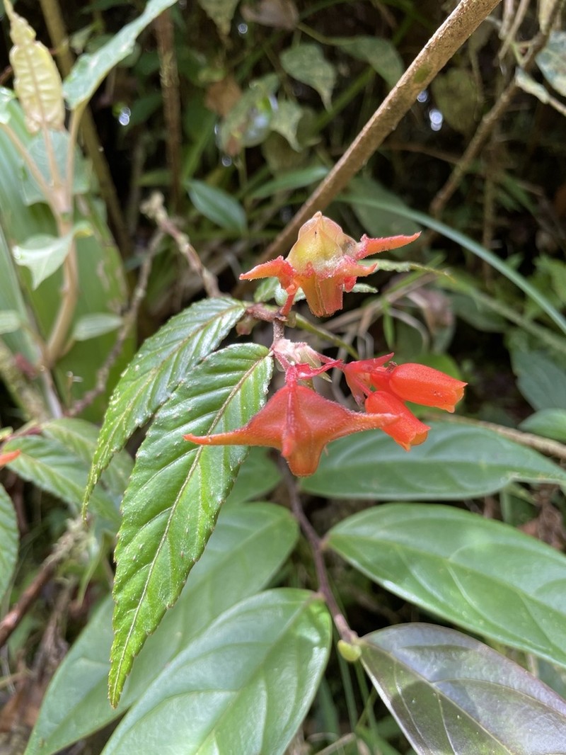 Begonia silverstonei photo 4