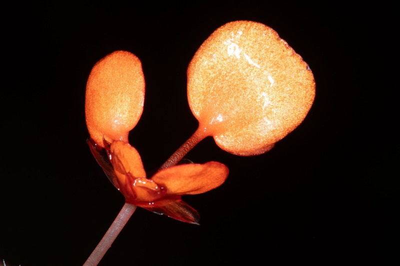 Begonia silverstonei photo 5