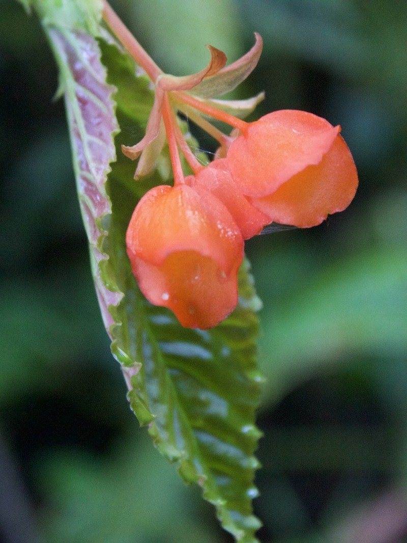 Begonia silverstonei photo 6