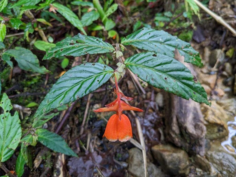 Begonia silverstonei photo 7