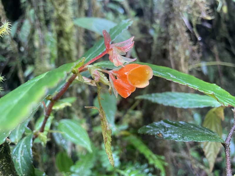 Begonia silverstonei photo 8