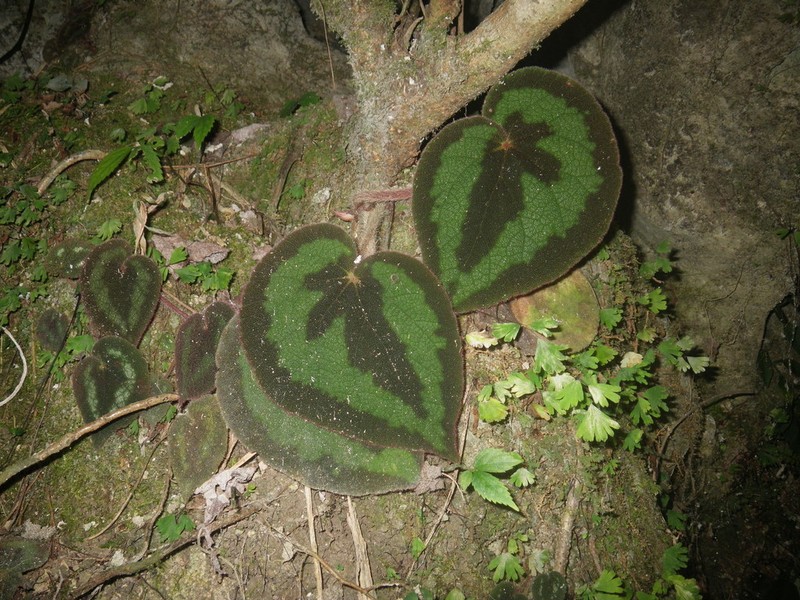 Begonia sinopicturata
