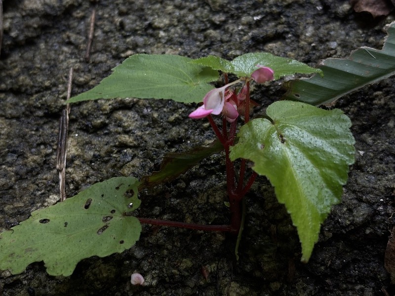 Begonia sirindhorniana