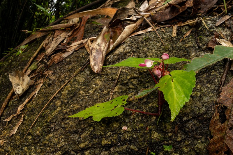 Begonia sirindhorniana photo 2