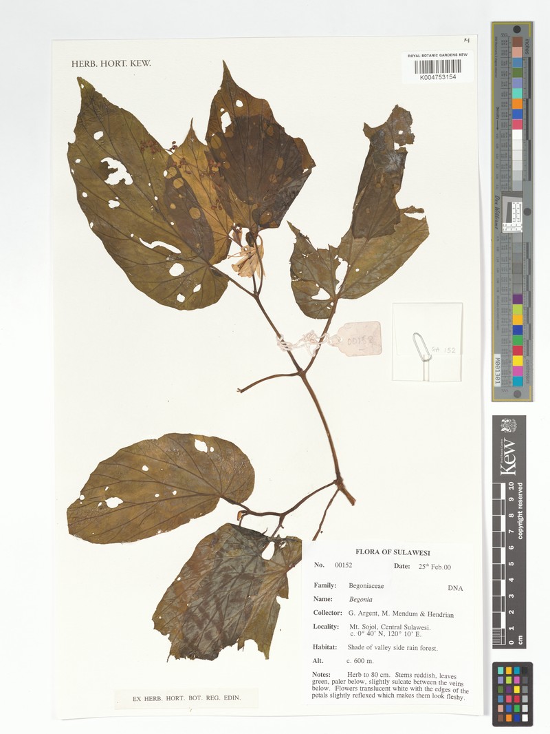 Begonia sojolensis