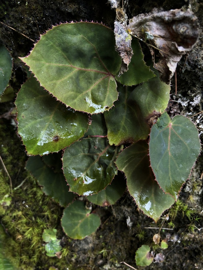Begonia speculum photo 2