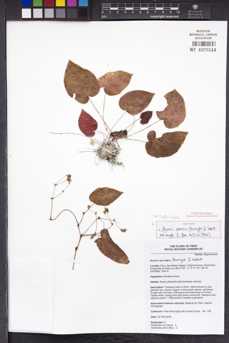 Begonia speculum photo 3