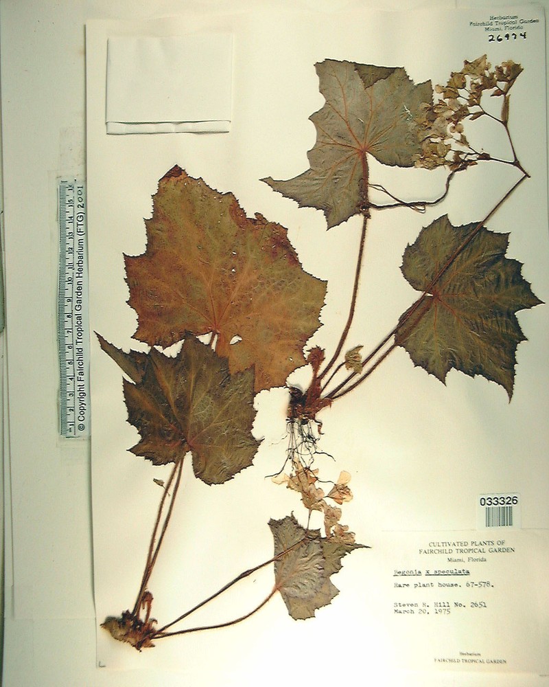 Begonia speculum photo 4