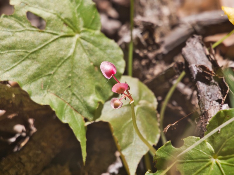 Begonia stilpnophylla