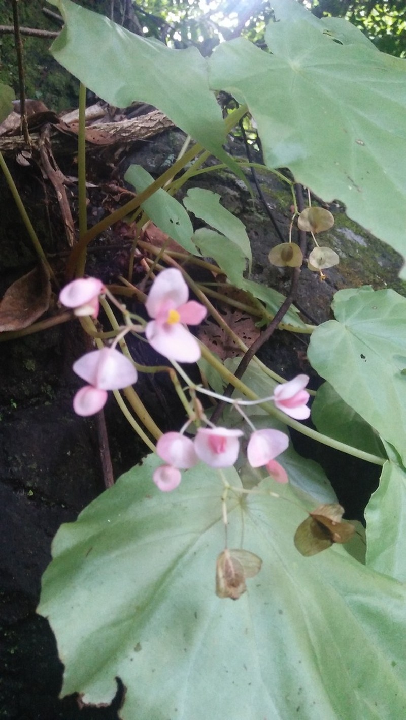 Begonia stilpnophylla photo 2