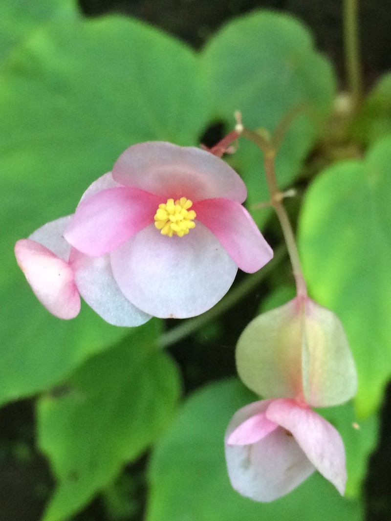 Begonia stilpnophylla photo 3