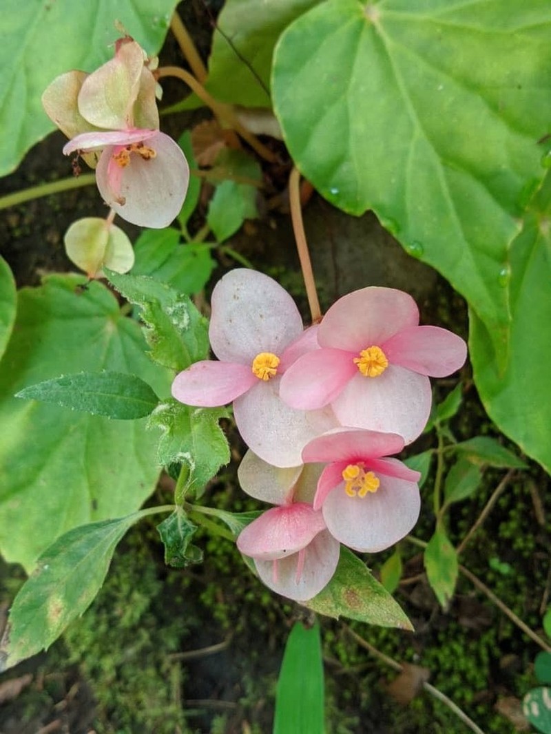 Begonia stilpnophylla photo 4