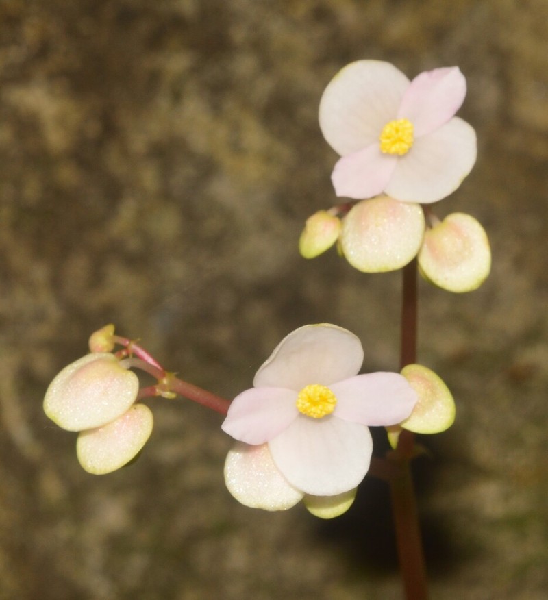 Begonia stilpnophylla photo 5