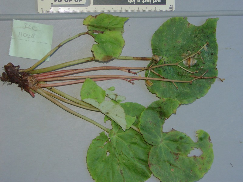 Begonia stilpnophylla photo 6
