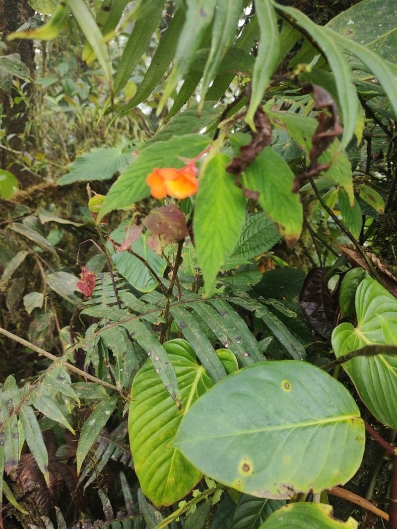 Begonia suaviola photo 2