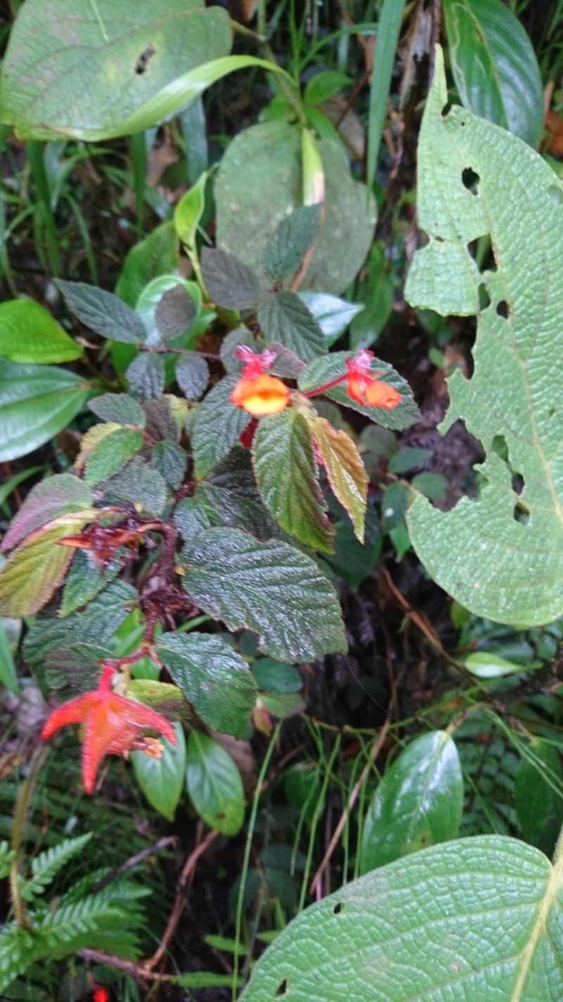 Begonia suaviola photo 3