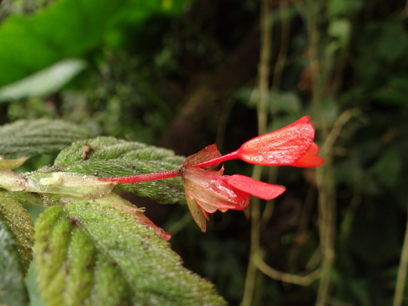 Begonia suaviola photo 4