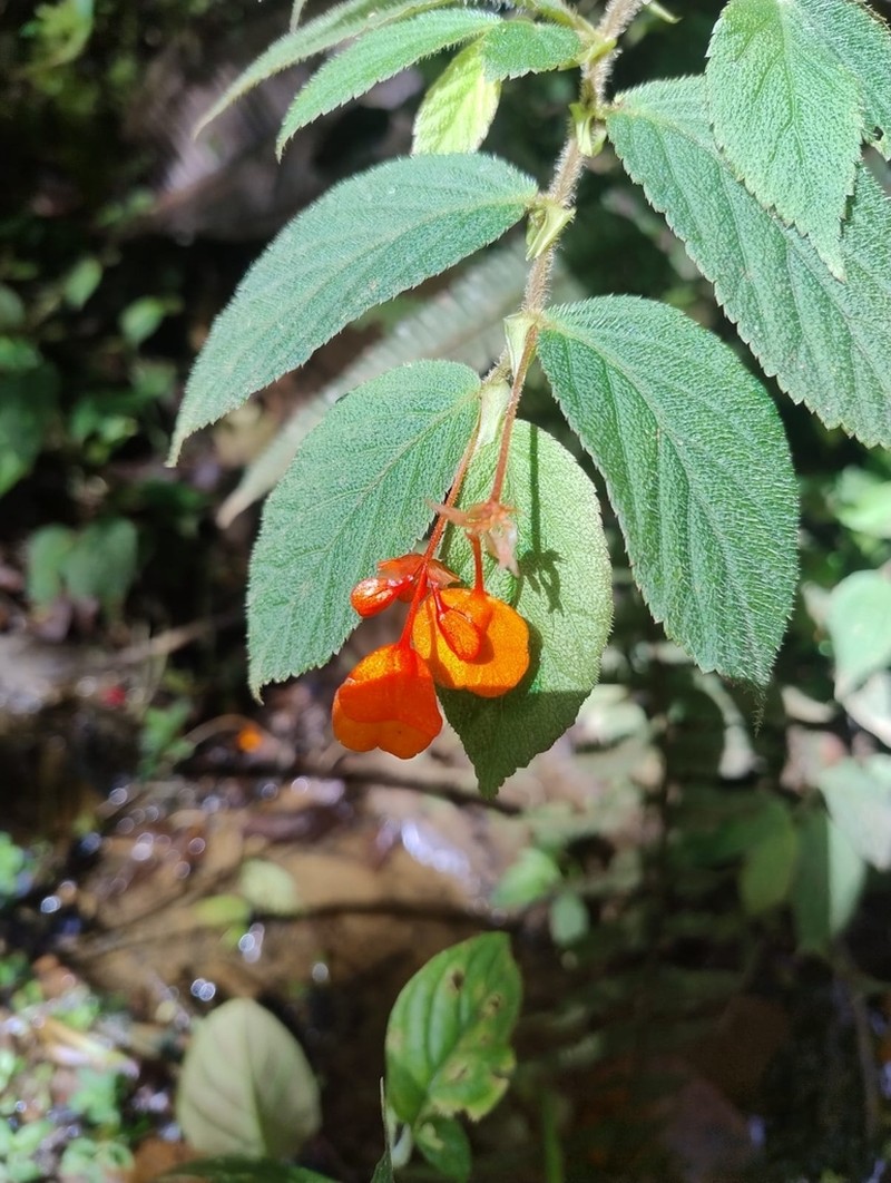 Begonia suaviola photo 5