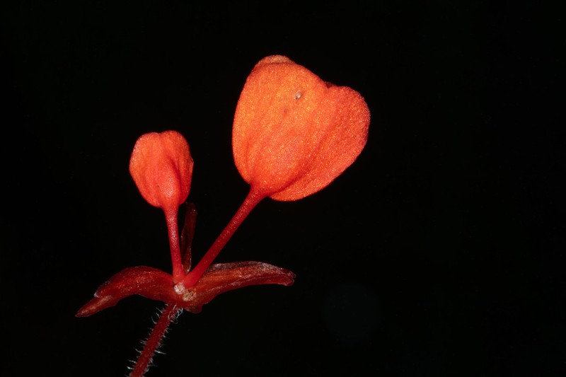 Begonia suaviola photo 6