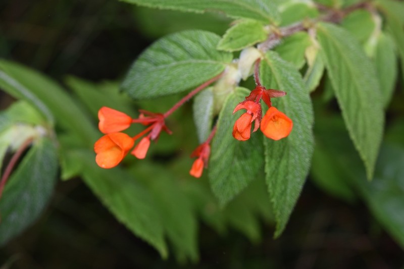 Begonia suaviola photo 7