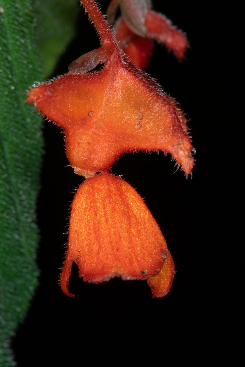 Begonia suaviola photo 8