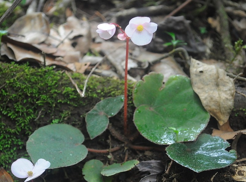 Begonia sumbawaensis