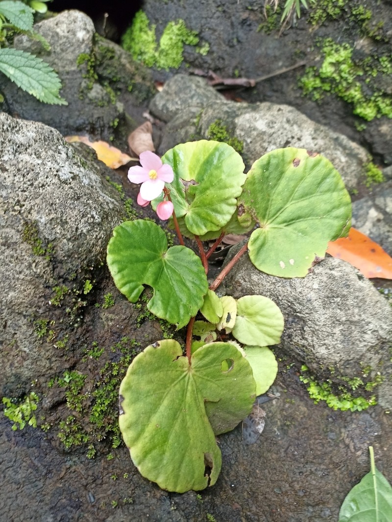 Begonia sumbawaensis photo 2