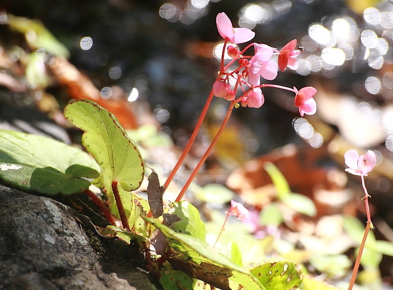 Begonia sumbawaensis photo 3