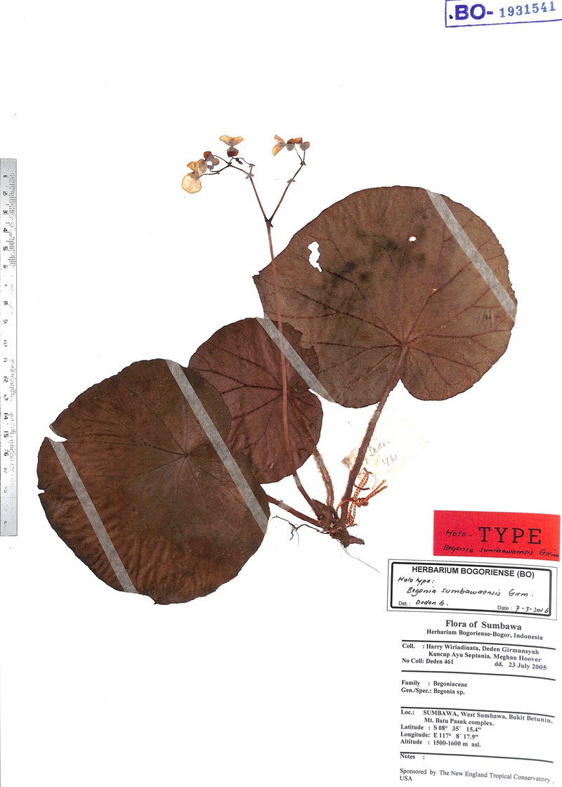 Begonia sumbawaensis photo 6