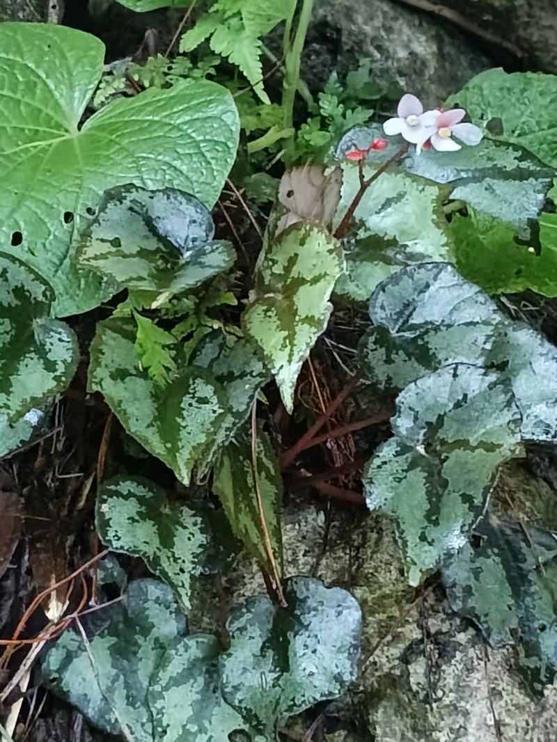 Begonia sykakiengii photo 2