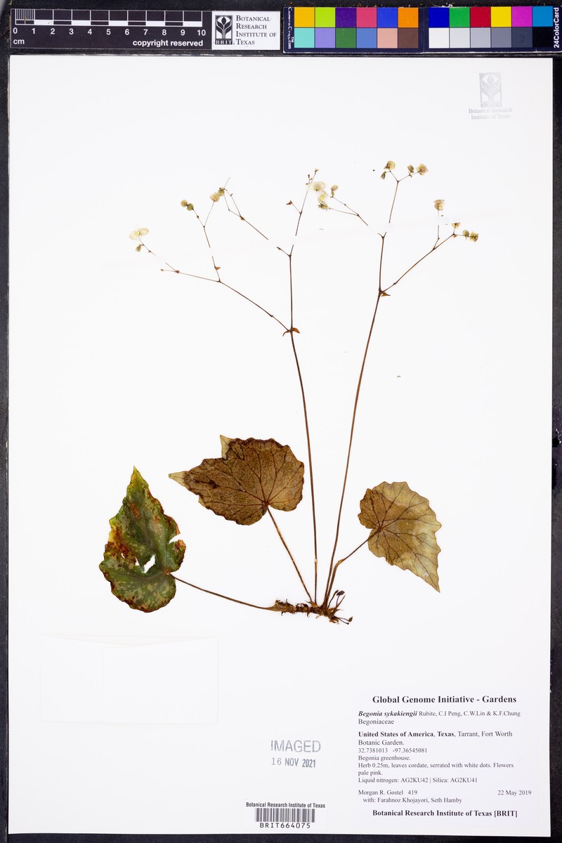 Begonia sykakiengii photo 3
