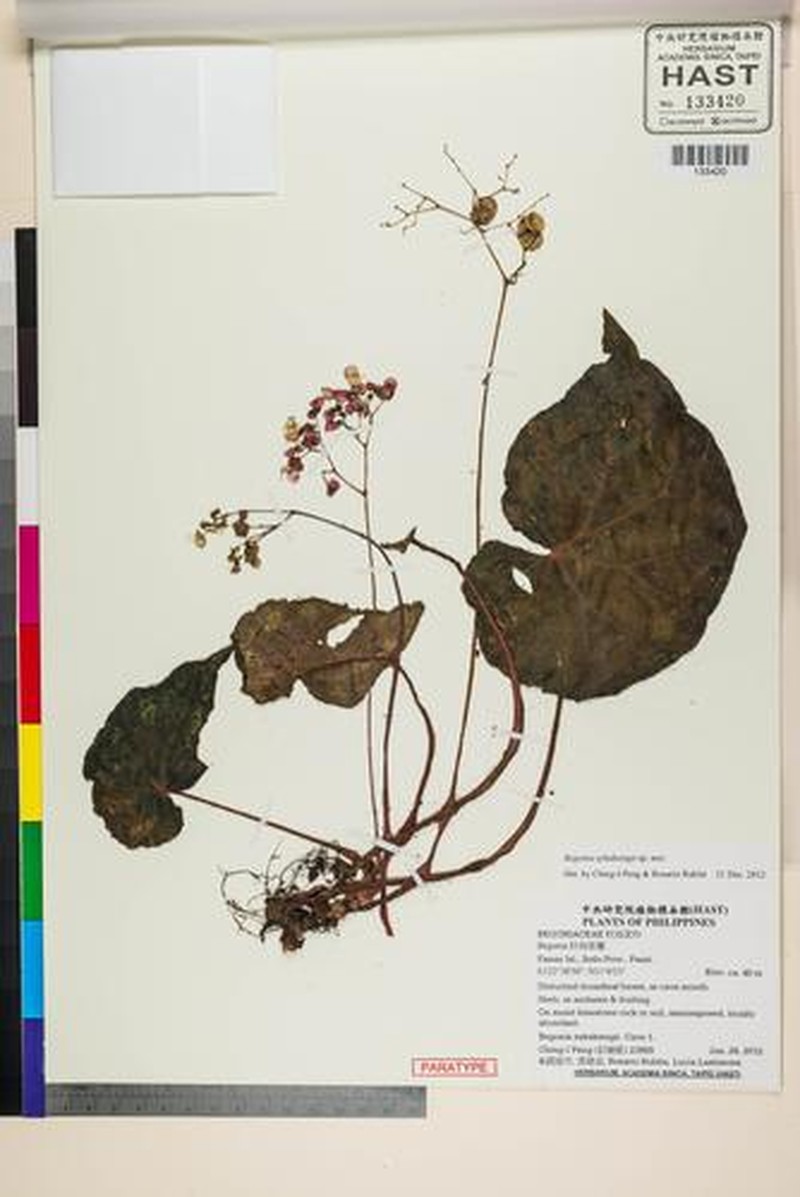 Begonia sykakiengii photo 4
