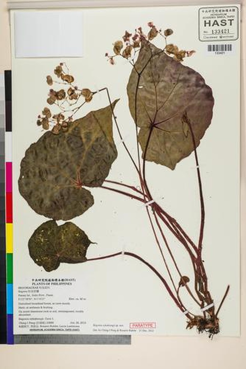 Begonia sykakiengii photo 5