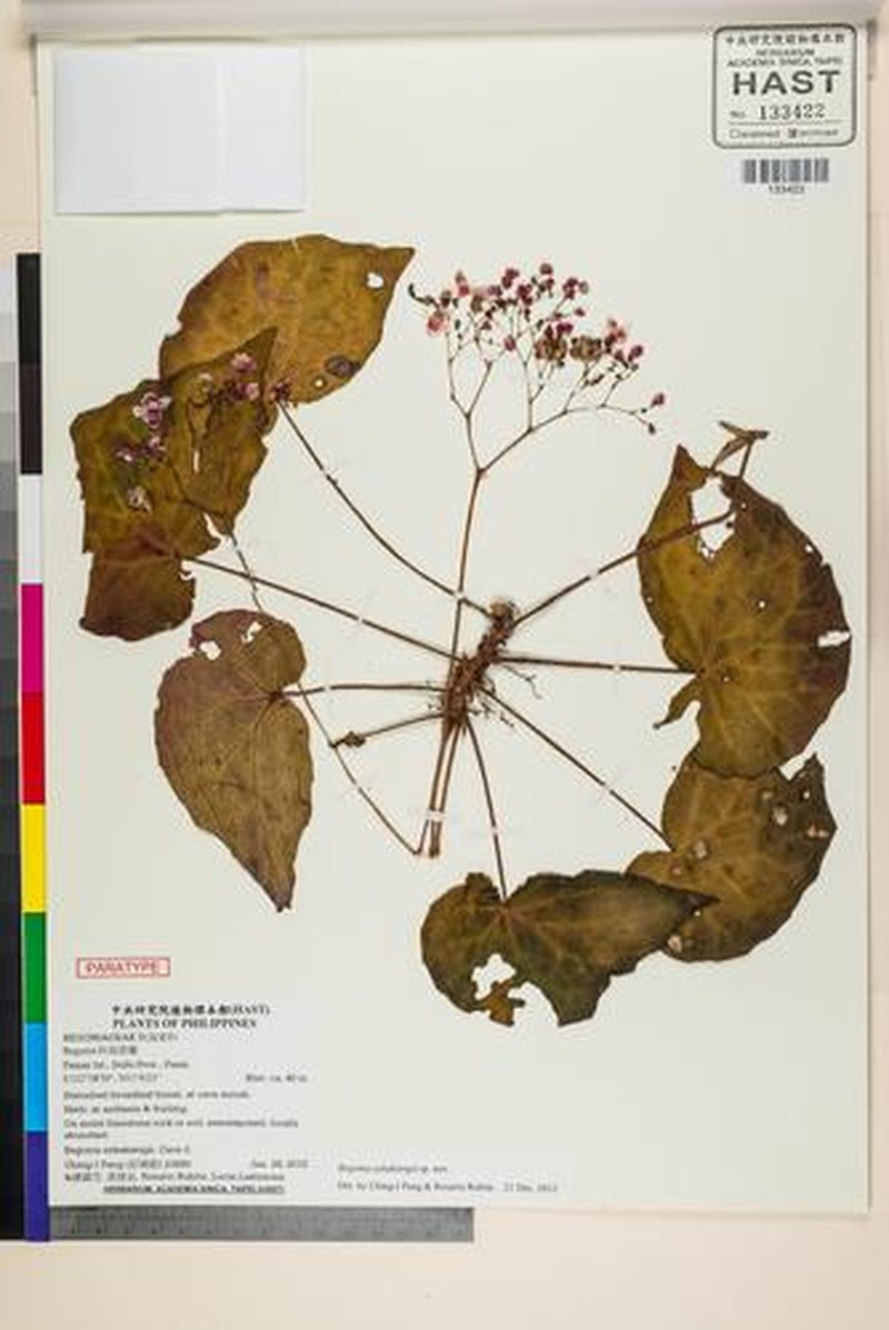 Begonia sykakiengii photo 6