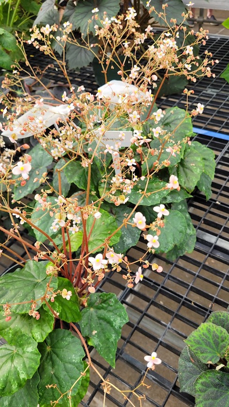 Begonia sykakiengii