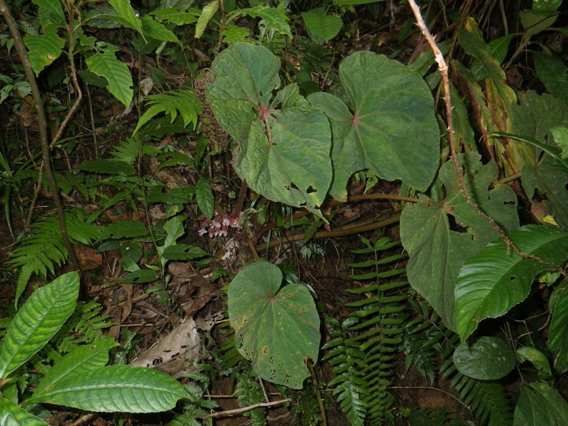 Begonia tadungensis