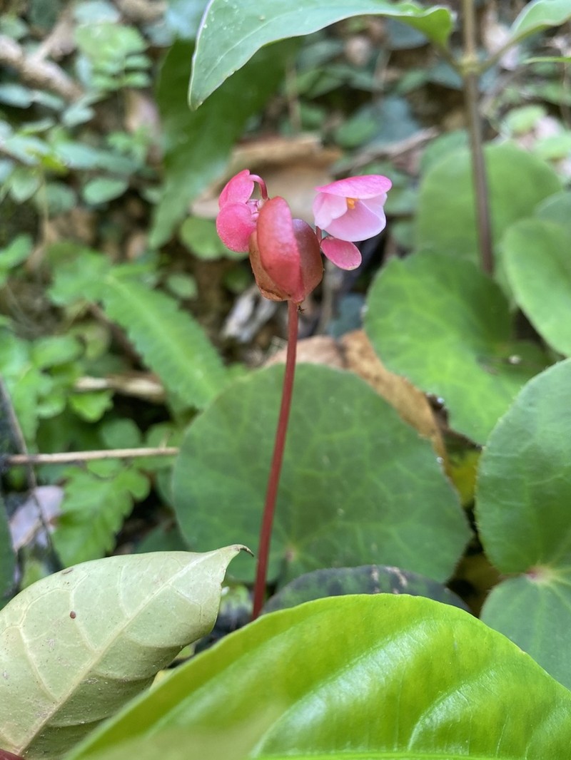 Begonia tagbanua photo 2