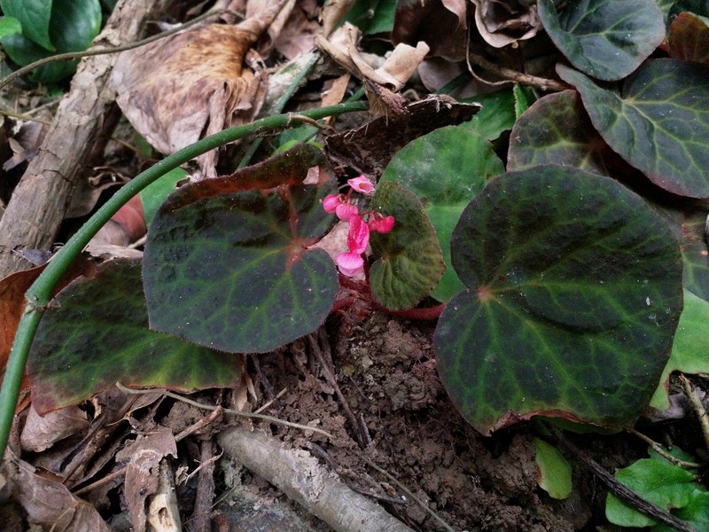 Begonia tagbanua photo 4