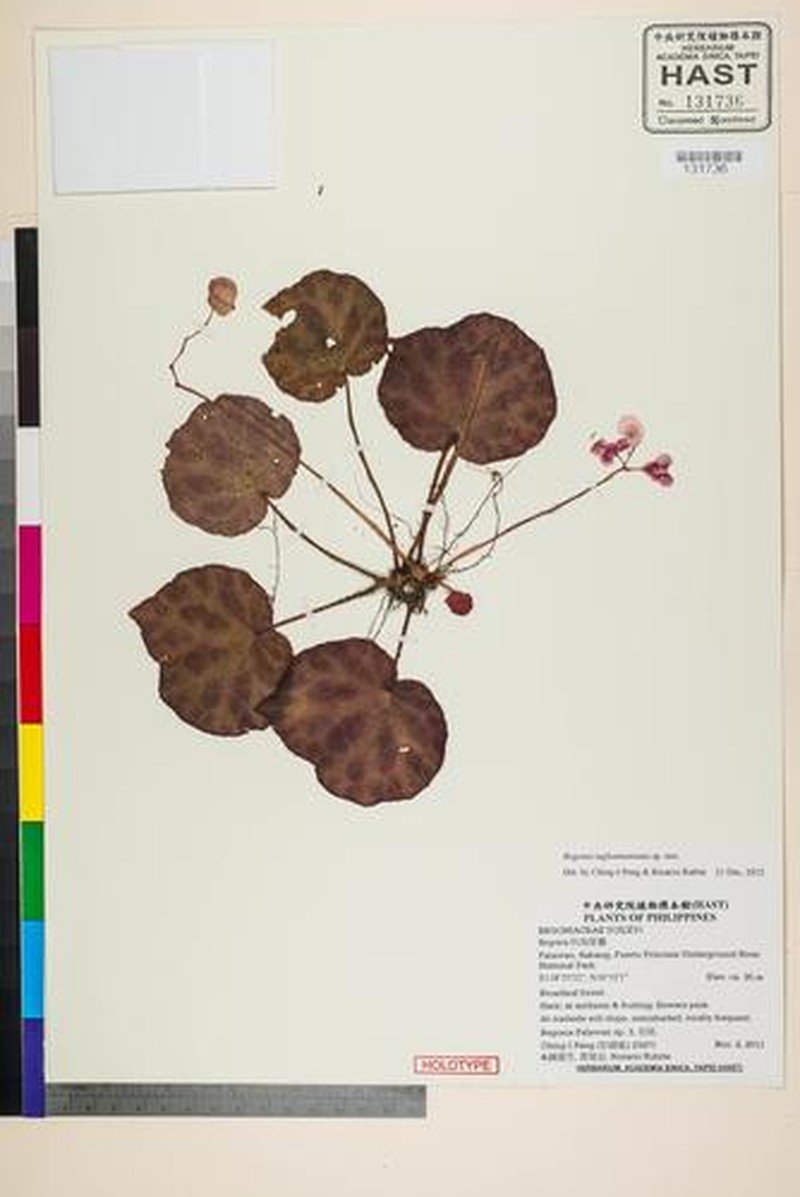 Begonia tagbanua photo 5